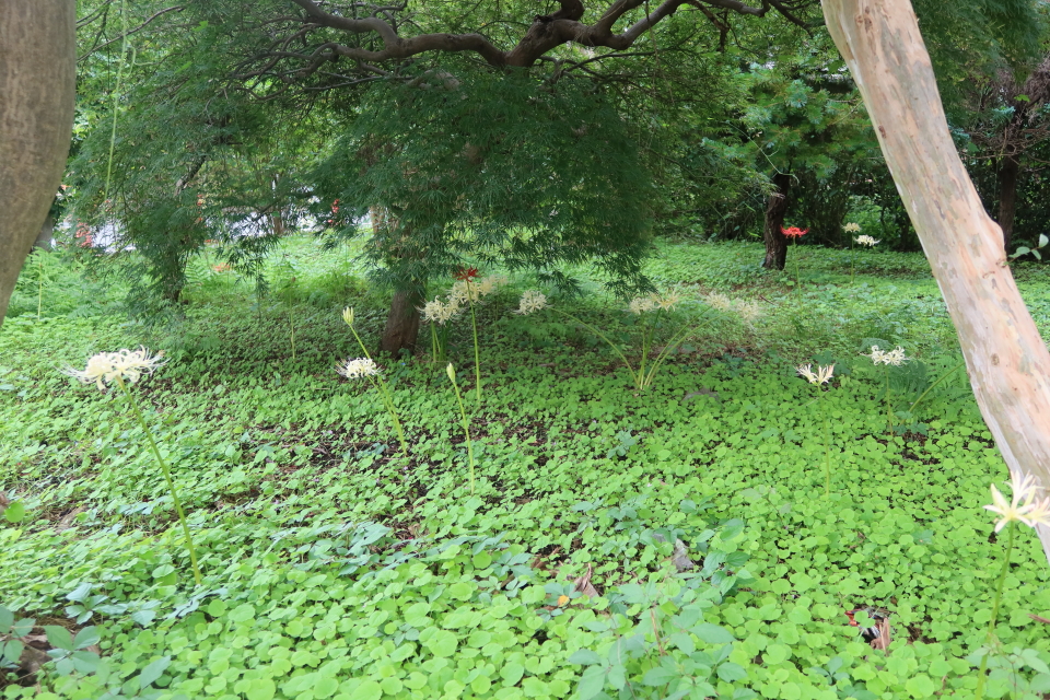 ファイル 7778-3.jpg