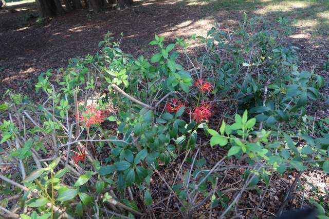 ファイル 7779-3.jpg