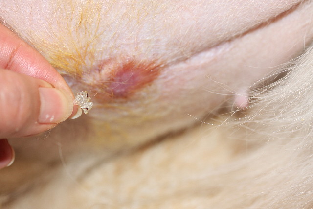 ファイル 778-2.jpg