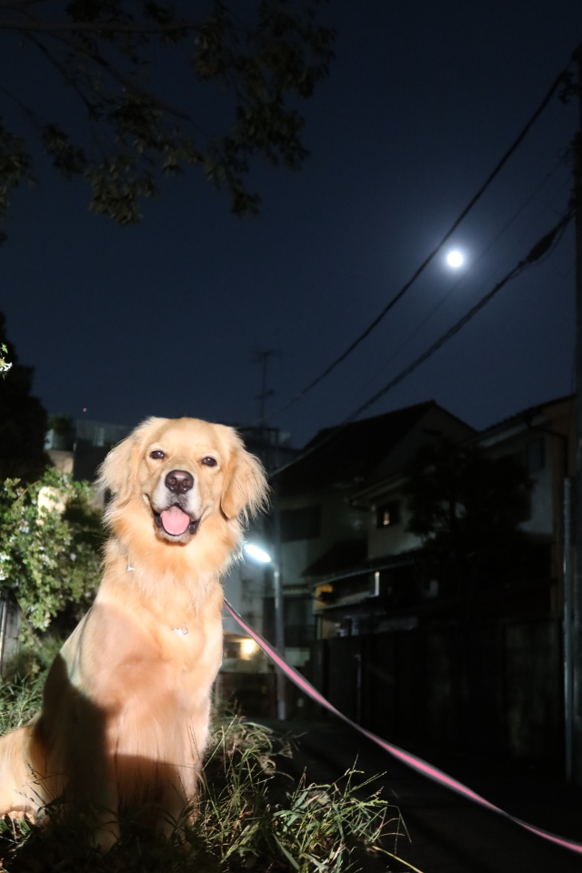 ファイル 7781-1.jpg