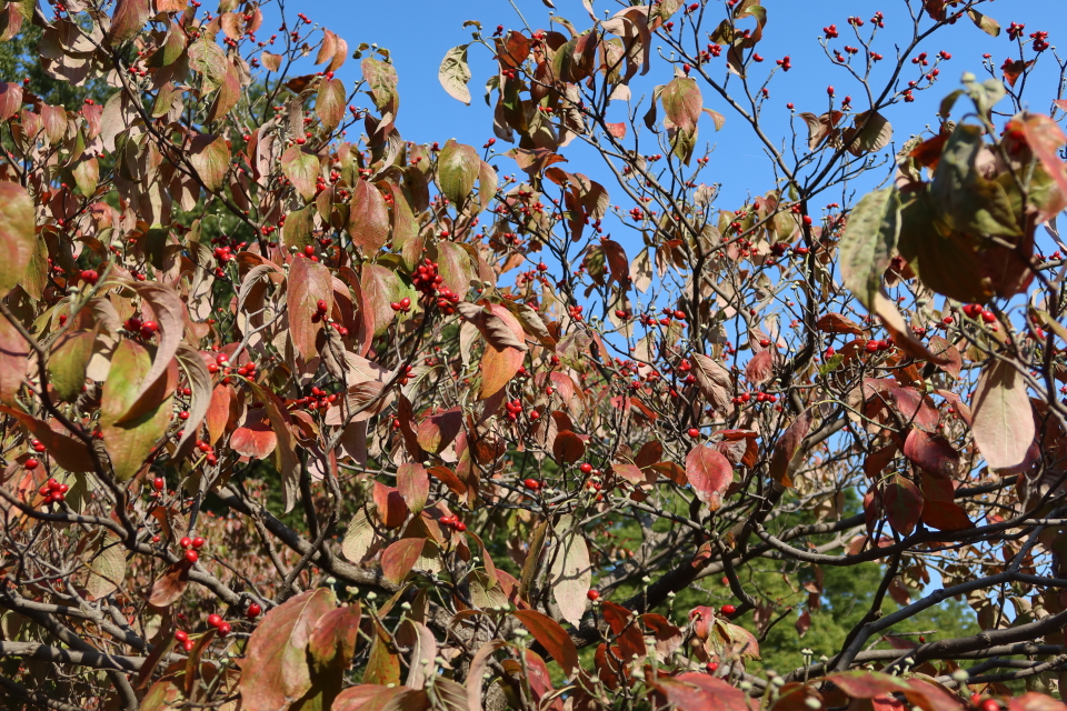 ファイル 7784-1.jpg