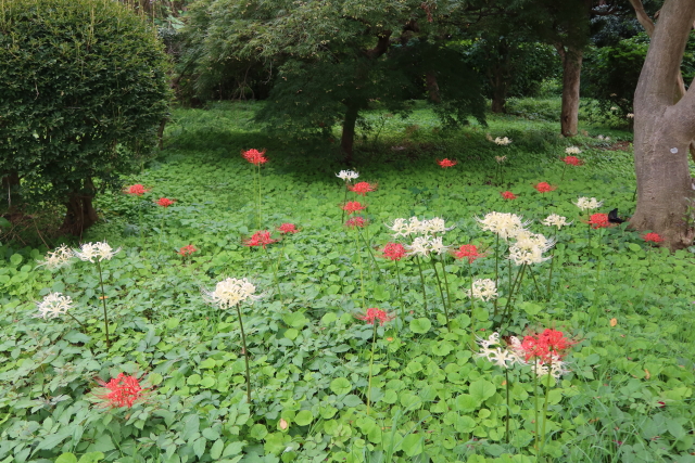 ファイル 7785-1.jpg