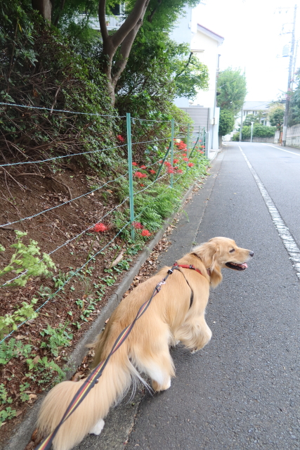 ファイル 7785-4.jpg