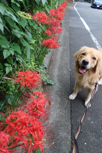 ファイル 7785-5.jpg