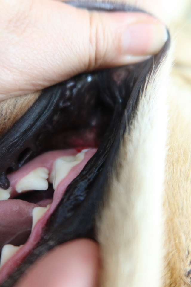 ファイル 7787-4.jpg