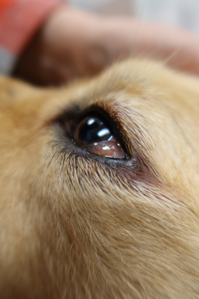 ファイル 7806-2.jpg