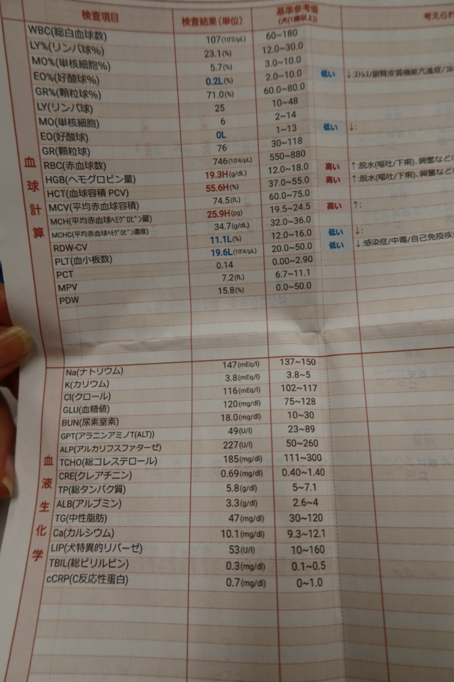 ファイル 7806-3.jpg