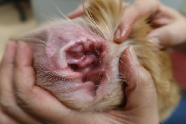 ファイル 7808-5.jpg