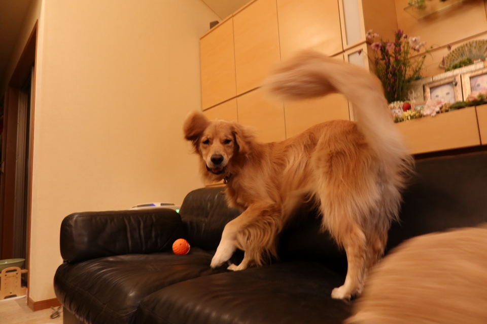 ファイル 7809-1.jpg