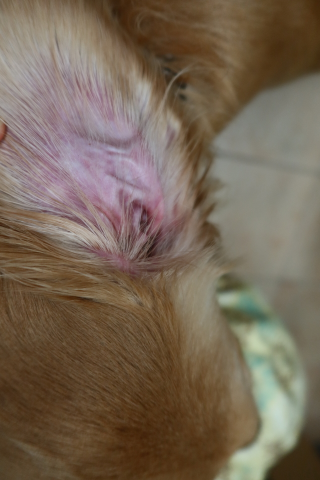 ファイル 7809-2.jpg