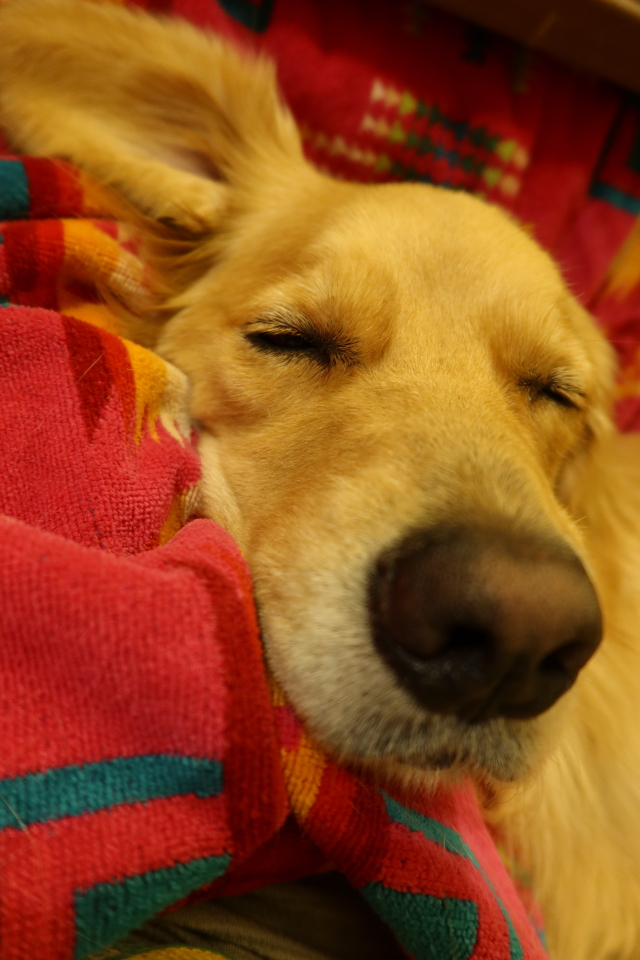 ファイル 7810-1.jpg