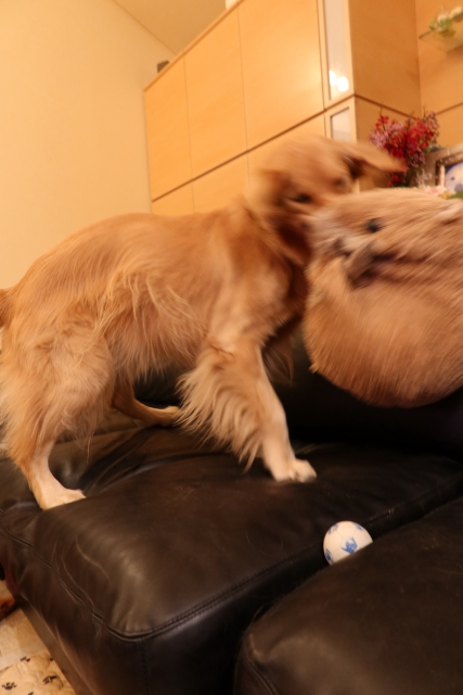 ファイル 7811-2.jpg