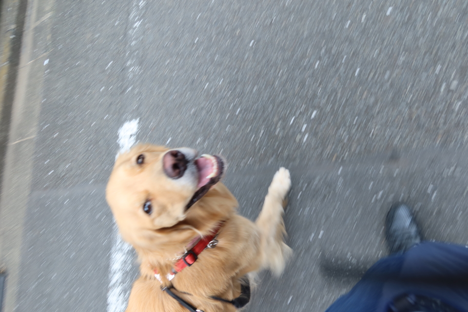 ファイル 7817-1.jpg