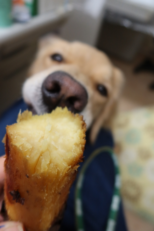 ファイル 7830-1.jpg