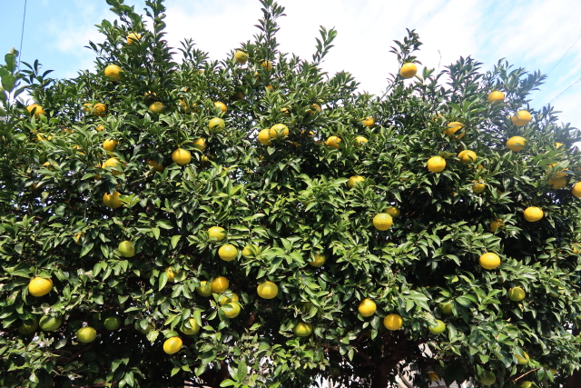 ファイル 7843-2.jpg