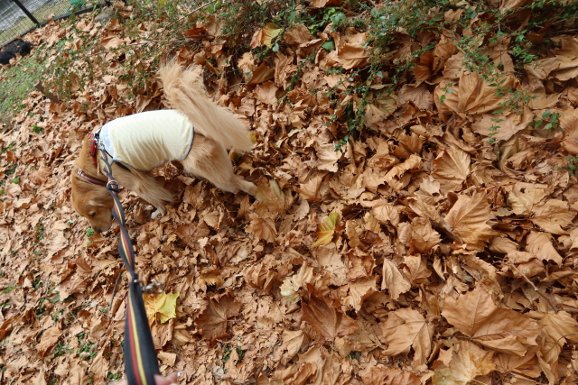 ファイル 7843-3.jpg