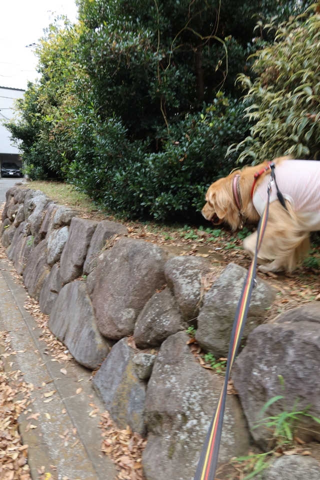 ファイル 7847-3.jpg