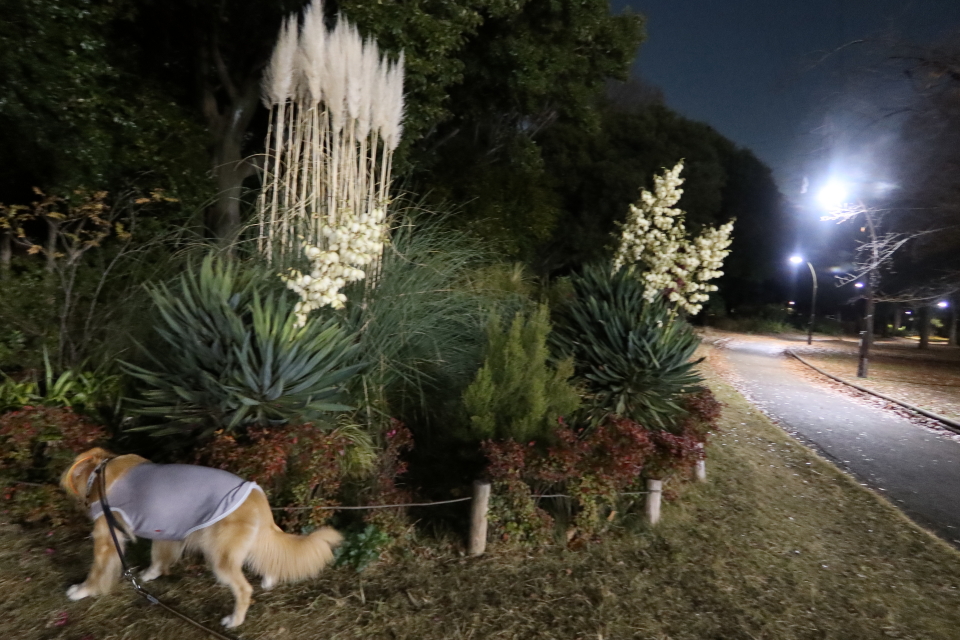 ファイル 7850-4.jpg