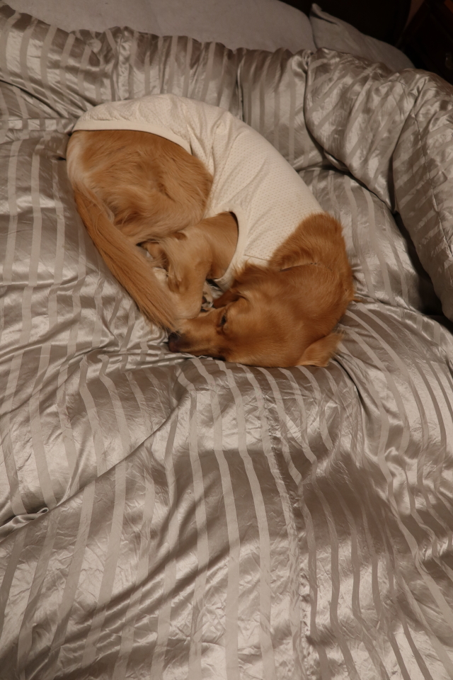 ファイル 7853-1.jpg