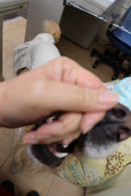 ファイル 7853-5.jpg