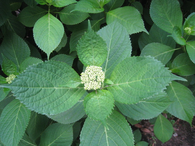 ファイル 786-5.jpg