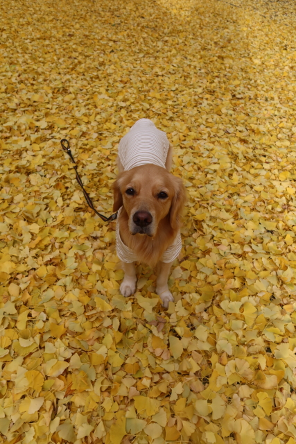 ファイル 7862-3.jpg