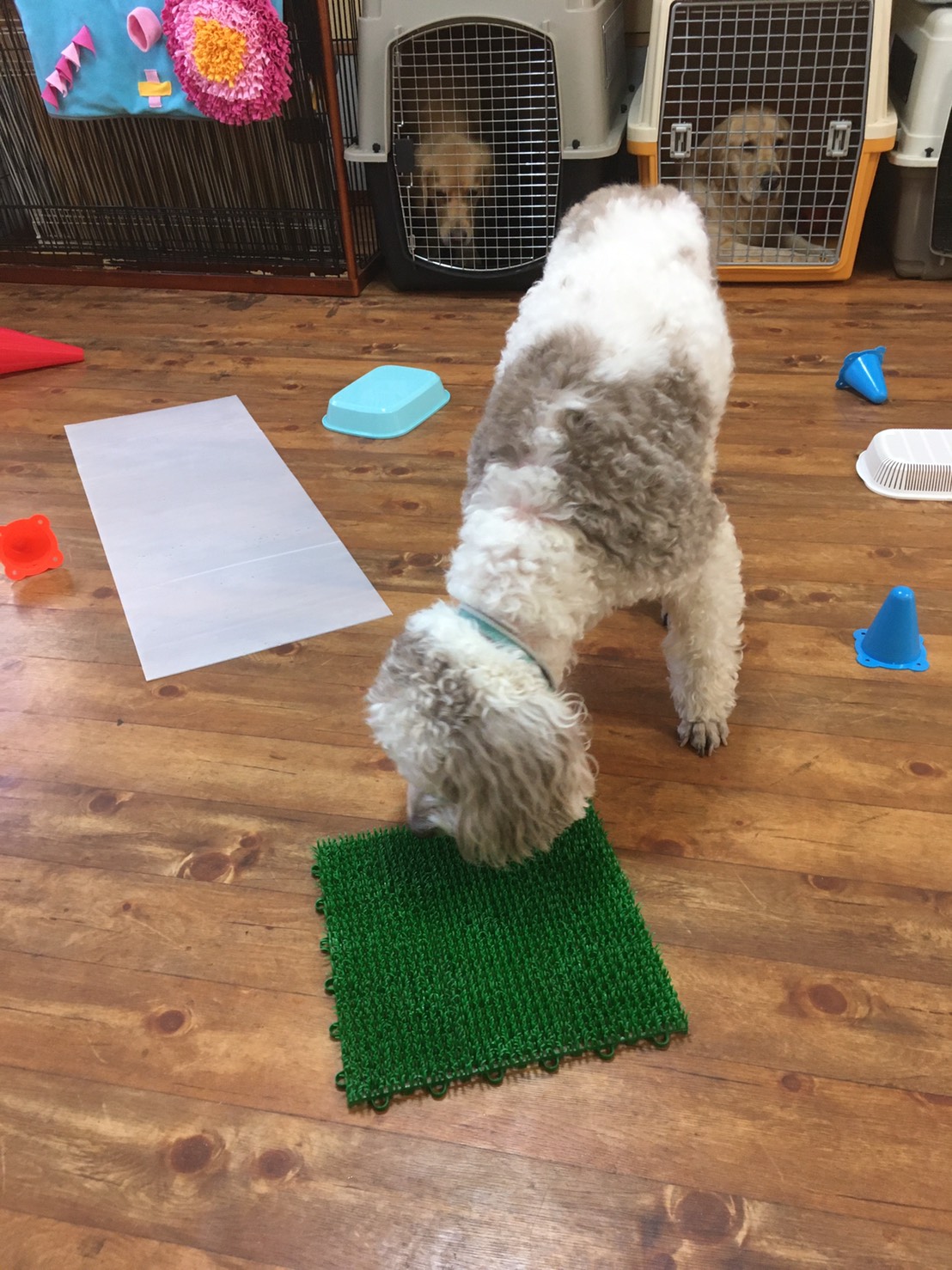 ファイル 7864-5.jpeg