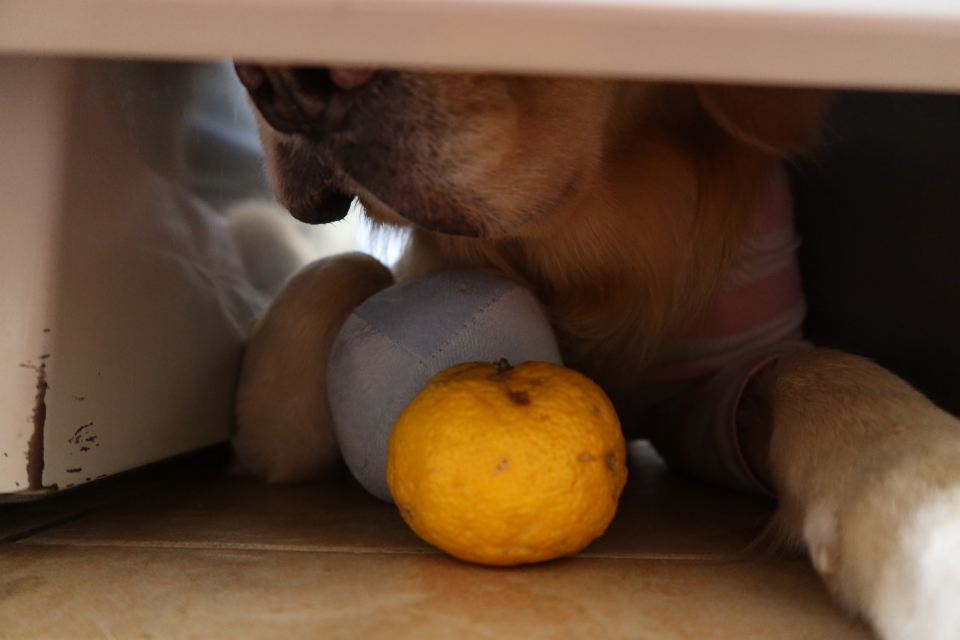 ファイル 7866-2.jpg