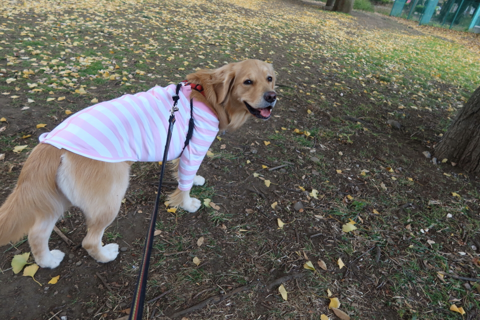 ファイル 7866-3.jpg