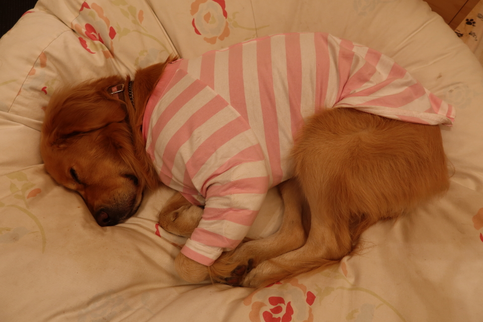 ファイル 7869-2.jpg