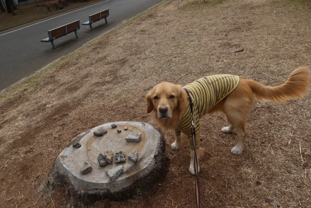 ファイル 7886-1.jpg