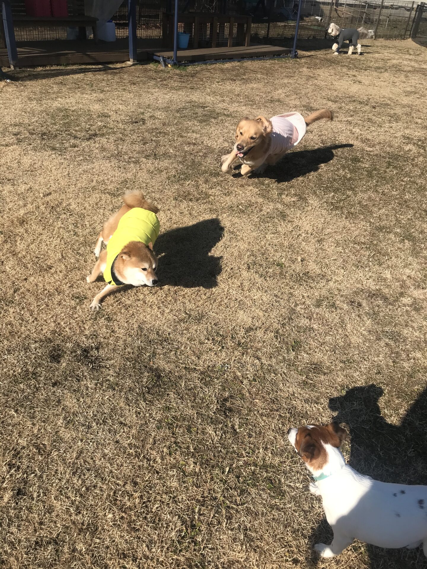 ファイル 7888-2.jpeg