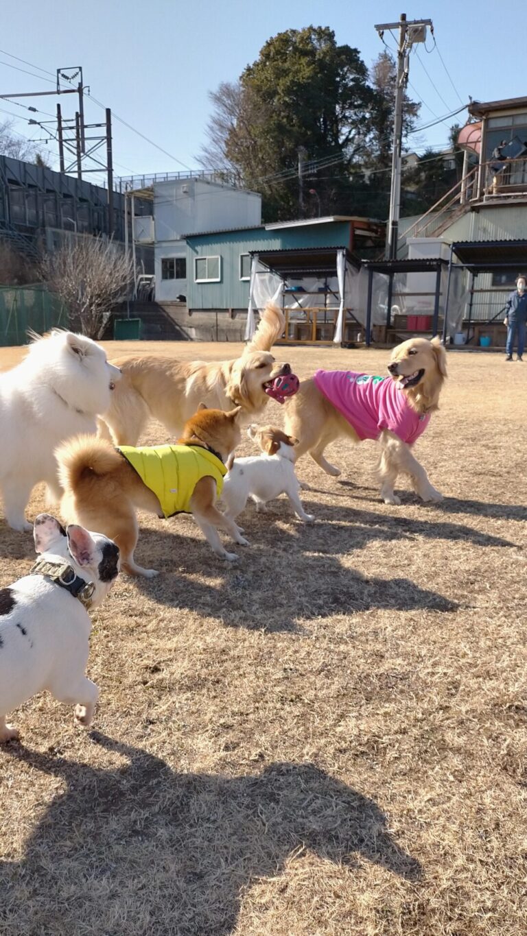 ファイル 7896-1.jpg