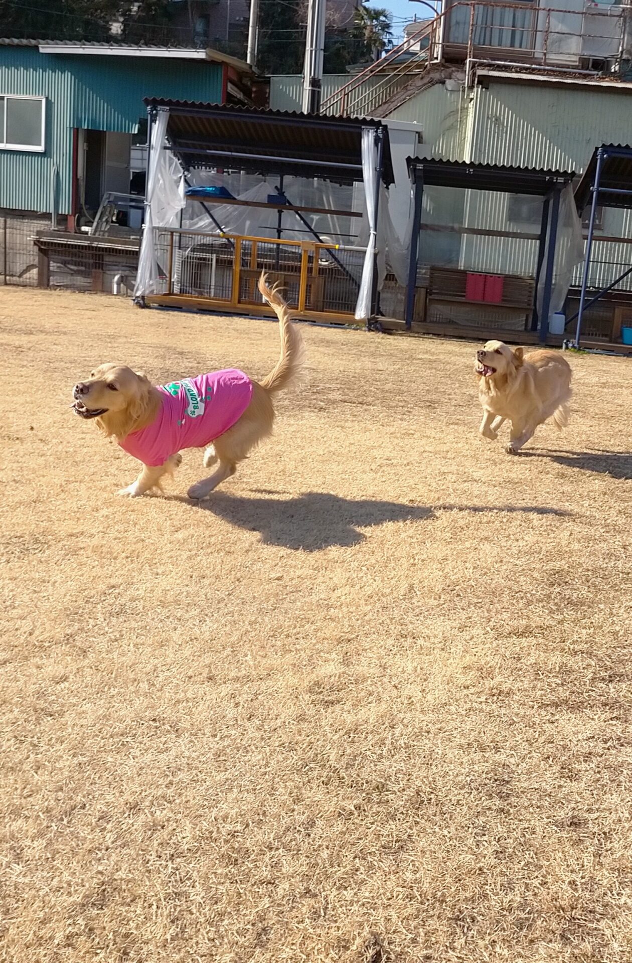 ファイル 7896-2.jpg