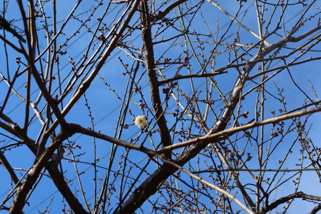 ファイル 7901-3.jpg