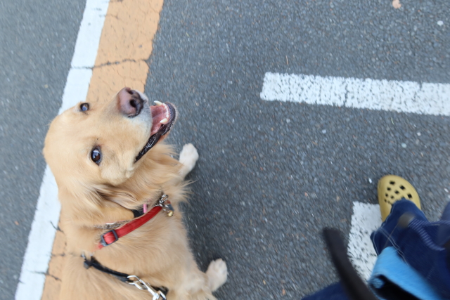 ファイル 7913-1.jpg