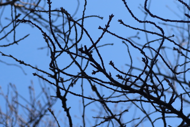 ファイル 7913-4.jpg