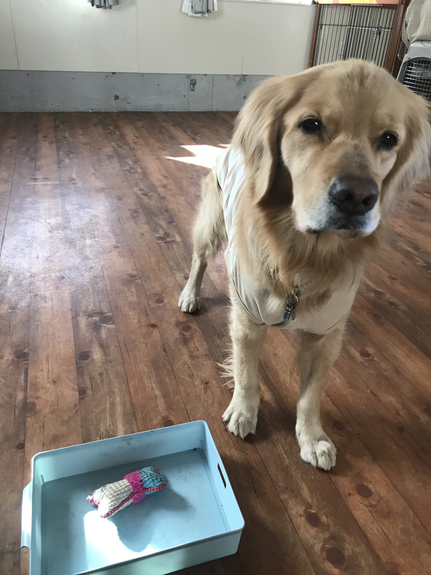 ファイル 7917-5.jpeg