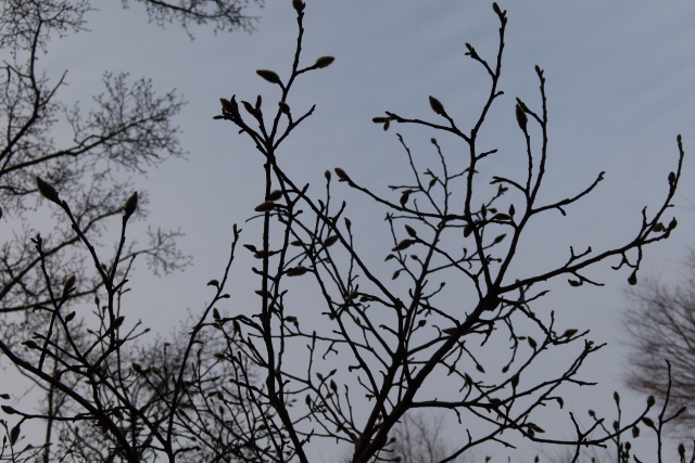 ファイル 7919-5.jpg