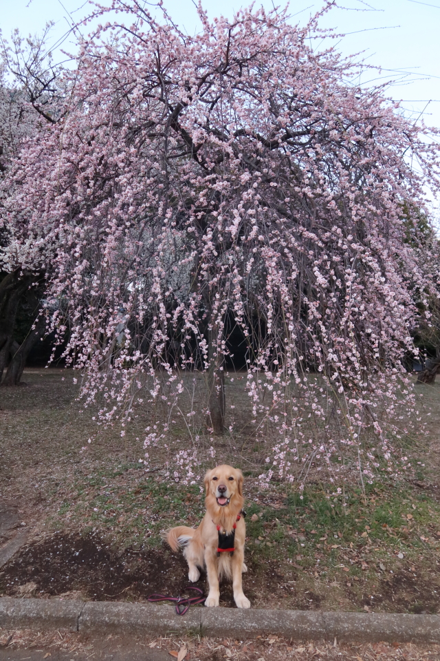 ファイル 7923-1.jpg