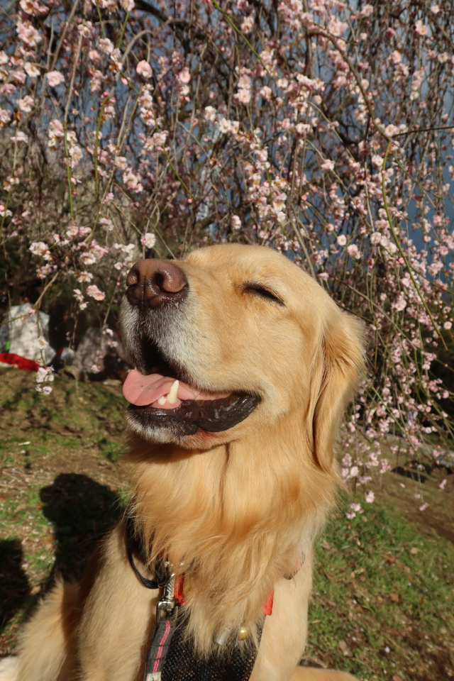 ファイル 7923-5.jpg