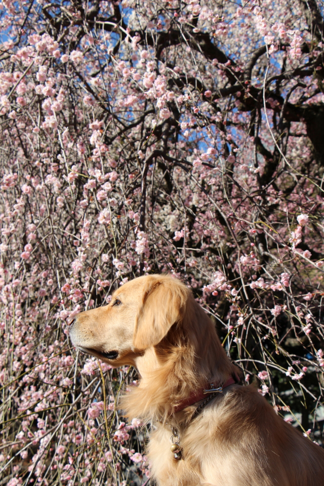 ファイル 7927-5.jpg