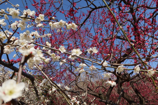 ファイル 7929-4.jpg