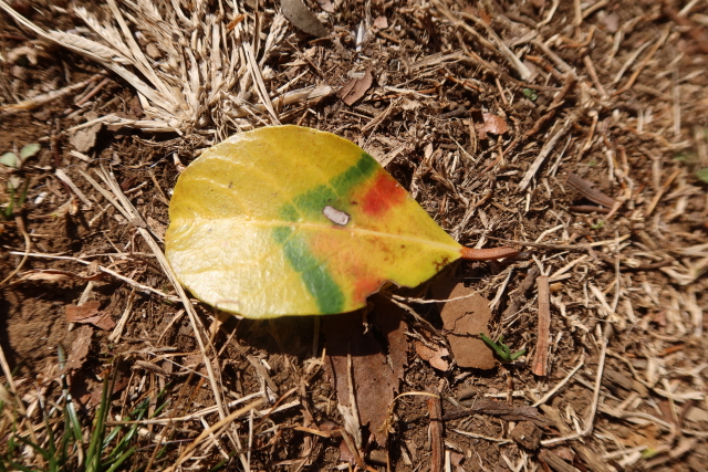 ファイル 7929-5.jpg