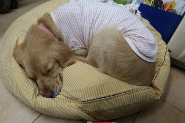 ファイル 7930-5.jpg