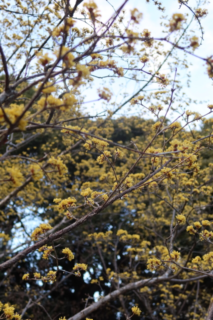 ファイル 7932-5.jpg