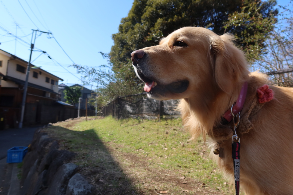 ファイル 7935-1.jpg