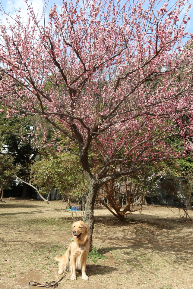 ファイル 7936-5.jpg