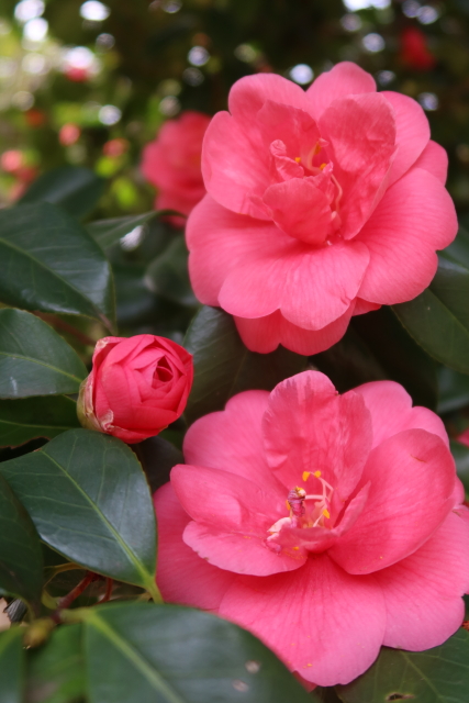 ファイル 7940-5.jpg