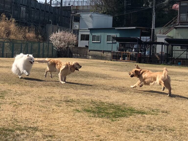 ファイル 7945-3.jpeg